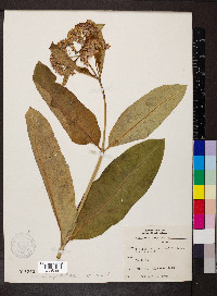 Asclepias purpurascens image