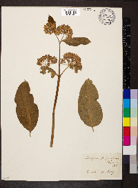 Asclepias purpurascens image