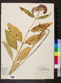 Asclepias purpurascens image