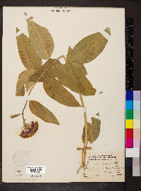 Asclepias purpurascens image