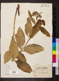 Asclepias purpurascens image