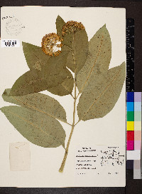 Asclepias purpurascens image