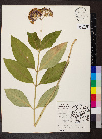 Asclepias purpurascens image