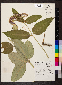 Asclepias purpurascens image