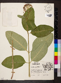 Asclepias purpurascens image