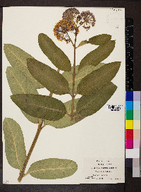 Asclepias purpurascens image