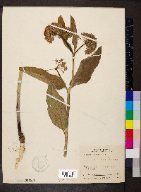 Asclepias purpurascens image