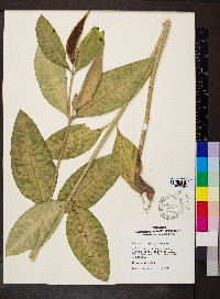 Asclepias purpurascens image