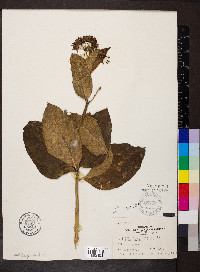 Asclepias purpurascens image