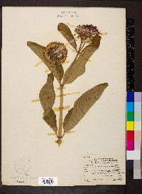 Asclepias purpurascens image