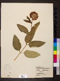 Asclepias purpurascens image