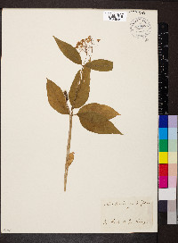 Asclepias quadrifolia image