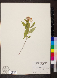 Asclepias quadrifolia image