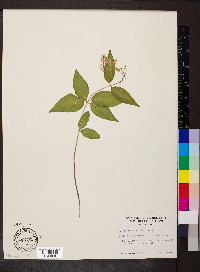 Asclepias quadrifolia image