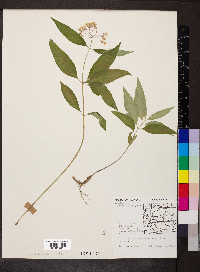 Asclepias quadrifolia image