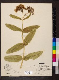 Asclepias sullivantii image