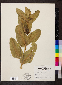 Asclepias sullivantii image