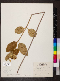 Asclepias variegata image