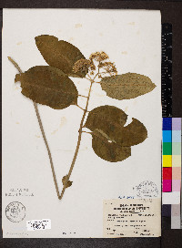 Asclepias variegata image