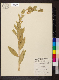 Asclepias viridiflora image