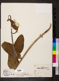 Asclepias amplexicaulis image