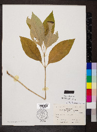 Asclepias exaltata image