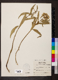 Asclepias viridis image