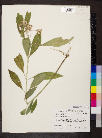 Asclepias perennis image