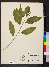 Asclepias perennis image