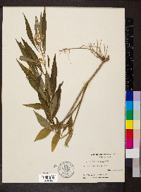 Asclepias perennis image