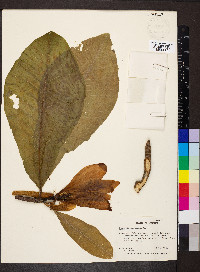 Magnolia acuminata image