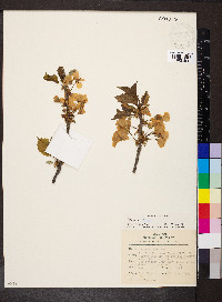 Prunus avium image