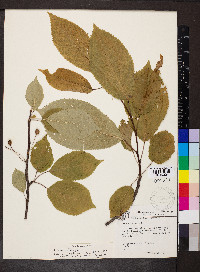 Prunus avium image