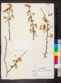 Prunus americana var. lanata image