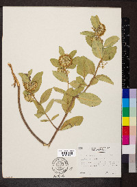 Asclepias viridiflora image