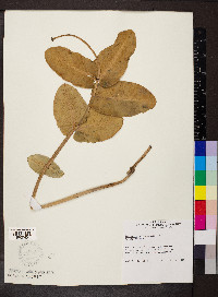 Asclepias amplexicaulis image