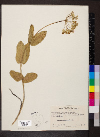 Asclepias amplexicaulis image