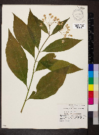 Asclepias exaltata image