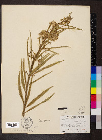 Asclepias hirtella image