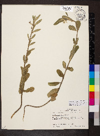Asclepias obovata image