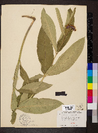 Asclepias purpurascens image