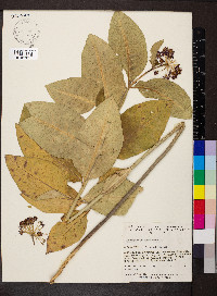 Asclepias purpurascens image