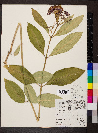 Asclepias purpurascens image