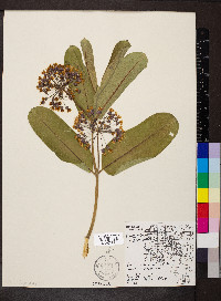 Asclepias purpurascens image