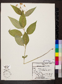 Asclepias quadrifolia image