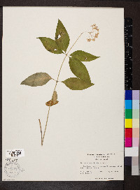 Asclepias quadrifolia image