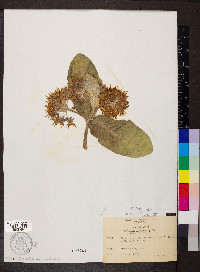 Asclepias speciosa image