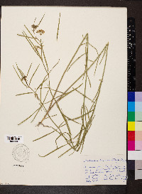 Asclepias subverticillata image