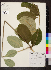 Asclepias variegata image