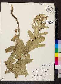 Asclepias viridis image
